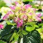 Hydrangea macrophylla Purple Ball