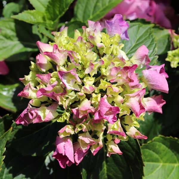 Hydrangea macrophylla Purple Ball