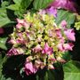 Hydrangea macrophylla Purple Ball