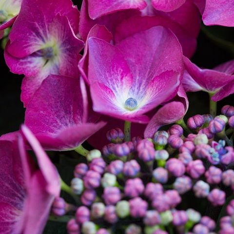 Hydrangea macrophylla Purple Lace Cap