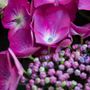 Hydrangea macrophylla Purple Lace Cap