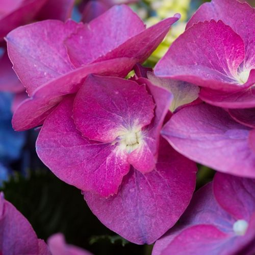 Hydrangea macrophylla Purple Lace Cap