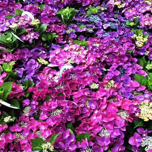 Hydrangea macrophylla Purple Lace Cap