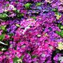 Hydrangea macrophylla Purple Lace Cap