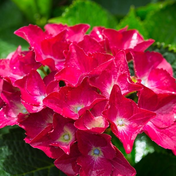 Hydrangea macrophylla 'Red Ball' Warners Nurseries