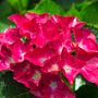 Hydrangea macrophylla Red Ball