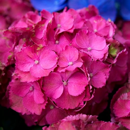 Hydrangea macrophylla Red Ball