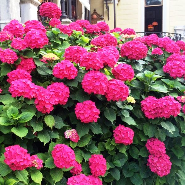 Hydrangea macrophylla 'Red Ball' Warners Nurseries