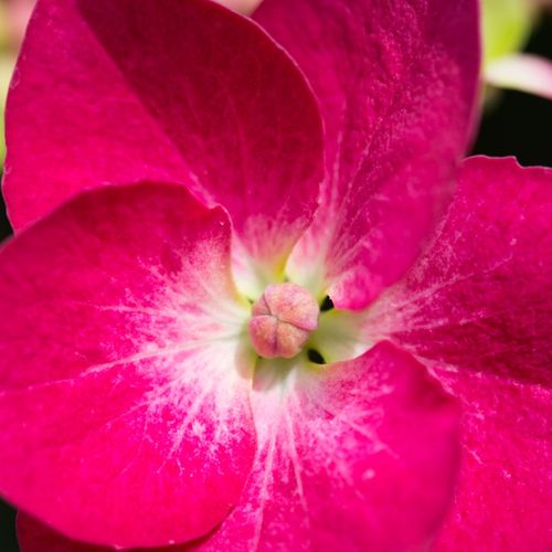 Hydrangea macrophylla Red Lace Cap