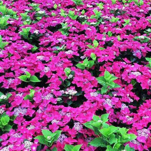 Hydrangea macrophylla Red Lace Cap