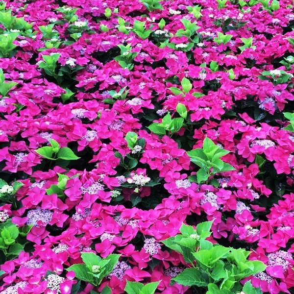 Hydrangea macrophylla Red Lace Cap