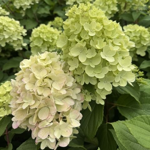 Hydrangea paniculata 'Mojito' pbr