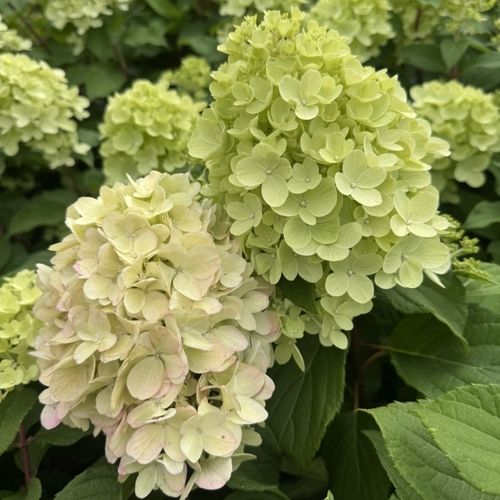 Hydrangea paniculata 'Mojito' pbr