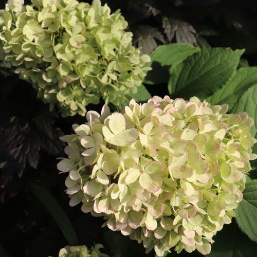Hydrangea paniculata 'Mojito' pbr