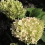 Hydrangea paniculata 'Mojito' pbr