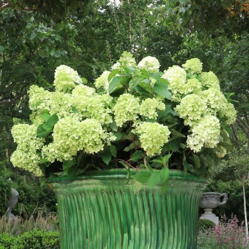 Hydrangea paniculata 'Mojito' pbr