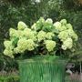 Hydrangea paniculata 'Mojito' pbr
