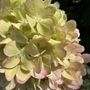 Hydrangea paniculata 'Mojito' pbr