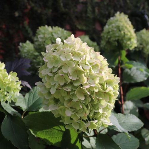 Hydrangea paniculata 'Mojito' pbr