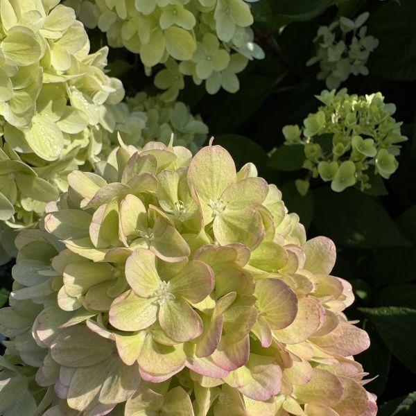 Hydrangea paniculata 'Mojito' pbr