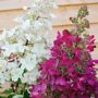 Hydrangea paniculata 'Candlelight' pbr