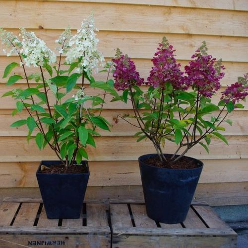 Hydrangea paniculata 'Candlelight' pbr