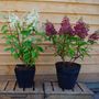 Hydrangea paniculata 'Candlelight' pbr