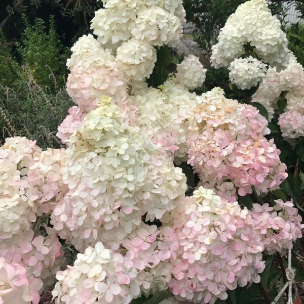 Hydrangea paniculata 'Candlelight' pbr