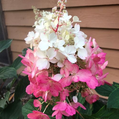 Hydrangea paniculata 'Candlelight' pbr