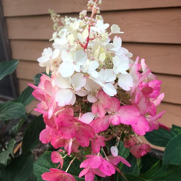 Hydrangea paniculata 'Candlelight' pbr