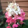 Hydrangea paniculata 'Candlelight' pbr