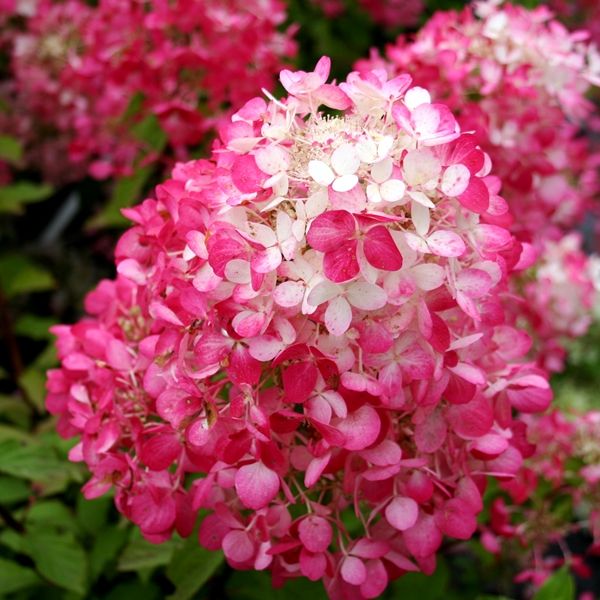 Hydrangea paniculata 'Diamond Rouge' pbr Warners Nurseries