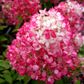 Hydrangea paniculata 'Diamond Rouge' pbr - Warners Nurseries