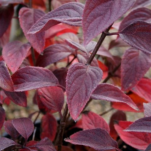 Hydrangea paniculata 'Diamond Rouge' pbr