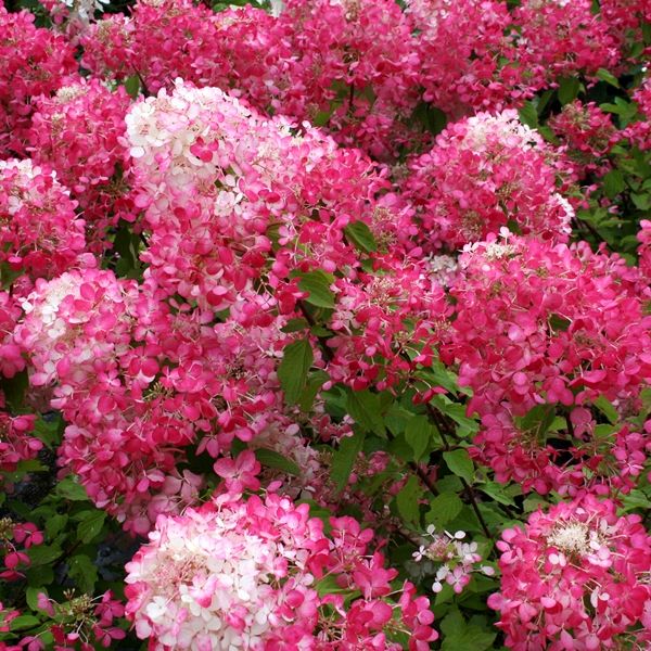 Hydrangea paniculata 'Diamond Rouge' pbr