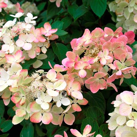 Hydrangea paniculata 'Diamond Rouge' pbr