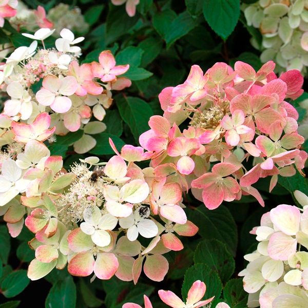 Hydrangea paniculata 'Diamond Rouge' pbr Warners Nurseries