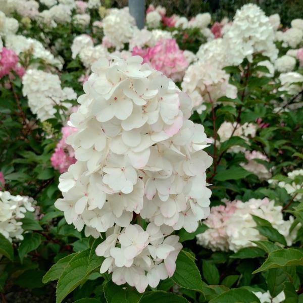 Hydrangea paniculata Grandiflora