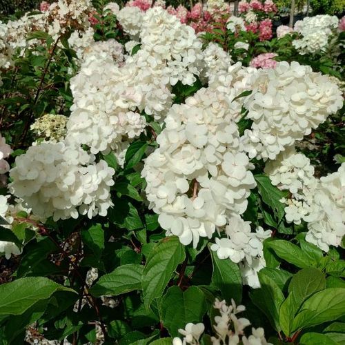 Hydrangea paniculata Grandiflora