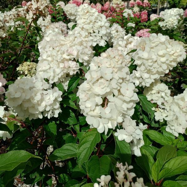 Hydrangea paniculata Grandiflora