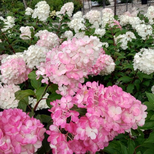 Hydrangea paniculata Grandiflora