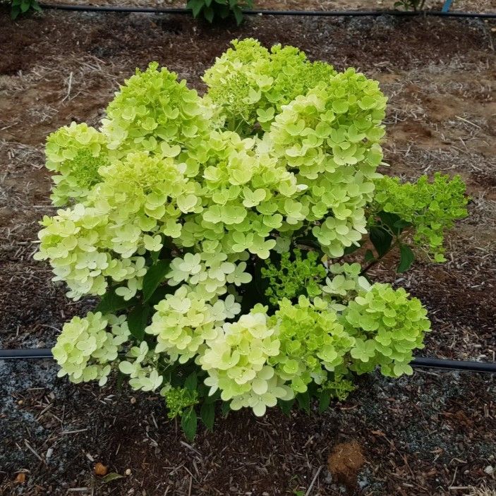 Hydrangea paniculata 'Graffiti' pbr