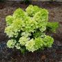 Hydrangea paniculata 'Graffiti' pbr