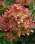 Hydrangea paniculata 'Graffiti' pbr