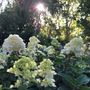 Hydrangea paniculata 'Sundae Fraise' pbr