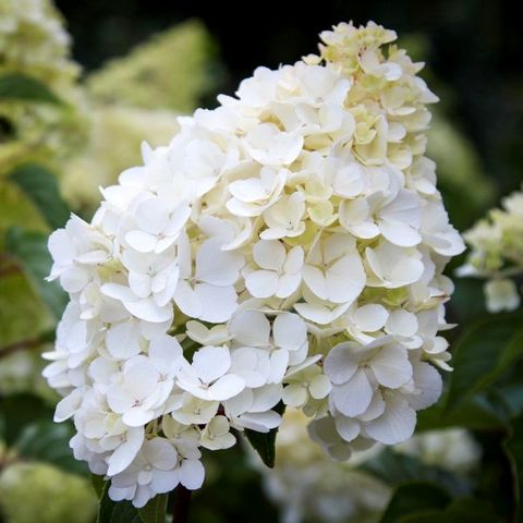 Hydrangea paniculata 'Sundae Fraise' pbr