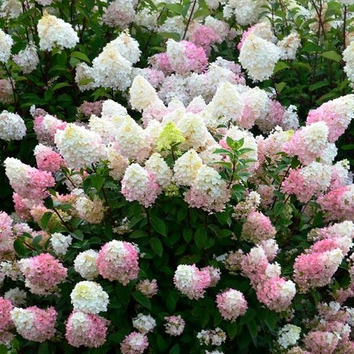 Hydrangea paniculata 'Sundae Fraise' pbr