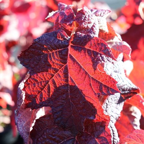 Hydrangea paniculata 'Diamond Rouge' pbr - Warners Nurseries
