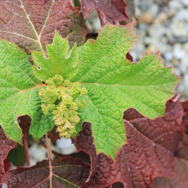 Hydrangea quercifolia