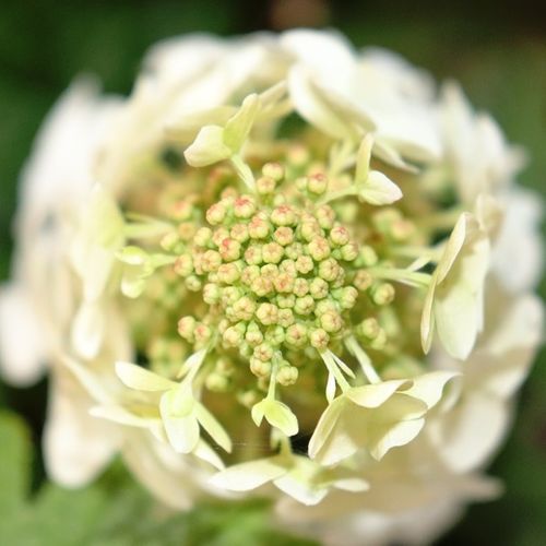 Hydrangea quercifolia 'Prinsnow'